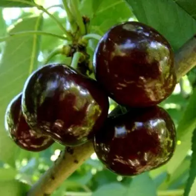 Черешня МУСКАТНАЯ в Бобруйске