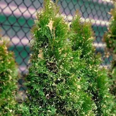 Туя СМАРАГД ВАРИЕГАТА западная в Бобруйске