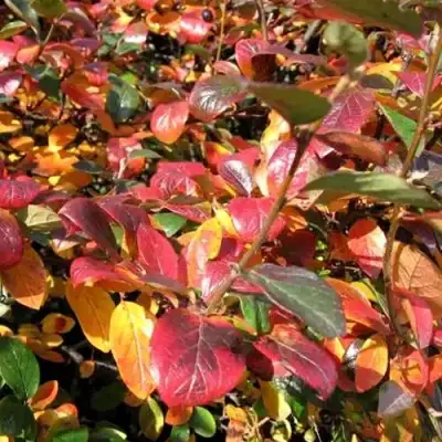 Кизильник блестящий в Бобруйске