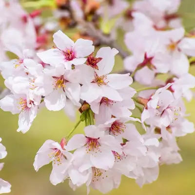 Сакура КОЙО НО МАЙ в Бобруйске