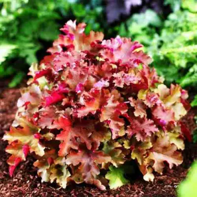 Гейхера МАРМЕЛАД в Бобруйске