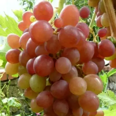 Виноград БЛЕСТЯЩИЙ в Бобруйске