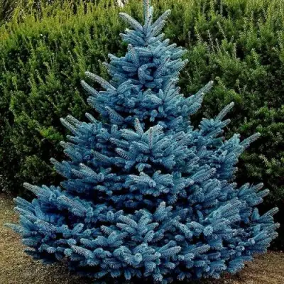 Ель МАДЖЕСТИК БЛЮ колючая в Бобруйске