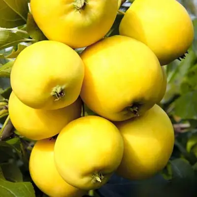 Яблоня УРАЛЬСКОЕ НАЛИВНОЕ в Бобруйске