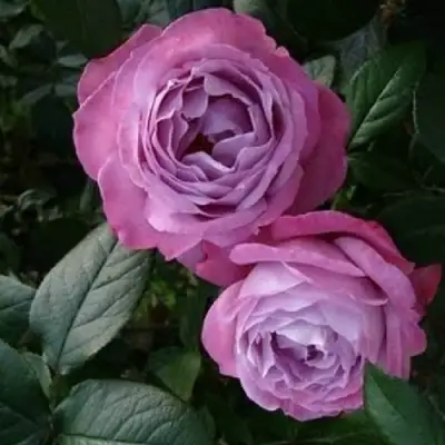 Роза АКВА чайно-гибридная в Бобруйске