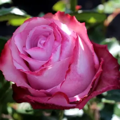 Роза ДИП ВОТЕР чайно-гибридная в Бобруйске