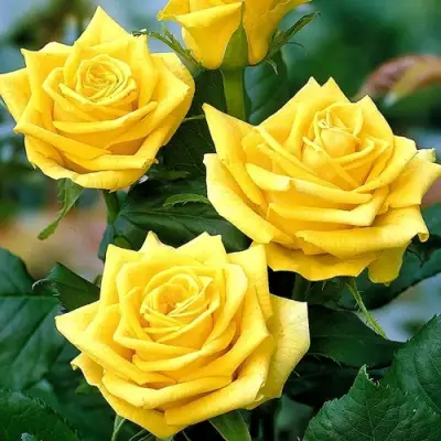 Роза ПАПИЛОН чайно-гибридная в Бобруйске