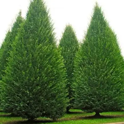 Граб  в Бобруйске