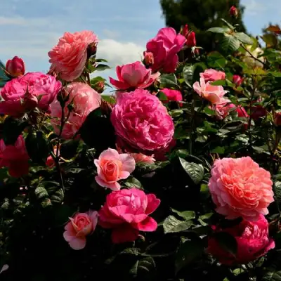 Роза ОЛЬГА шраб в Бобруйске