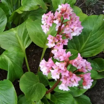 Бадан БЭБИ ДОЛЛ в Бобруйске