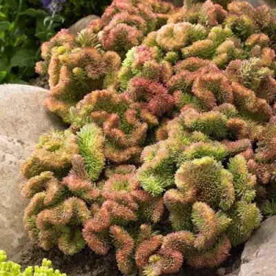 Очиток (седум) КРИСТАТУМ отогнутый в Бобруйске