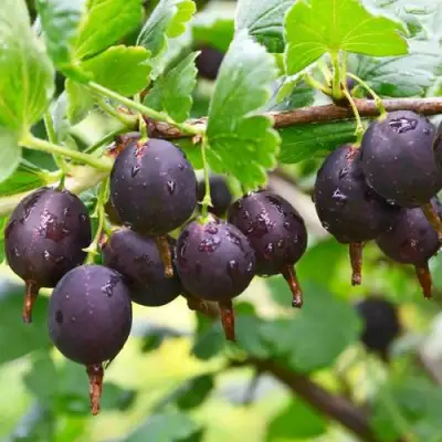 Крыжовник ЧЕЛЯБИНСКИЙ СЛАБОШИПОВАТЫЙ в Бобруйске