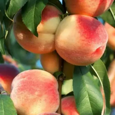 Персик ЛОЙКО 2 в Бобруйске