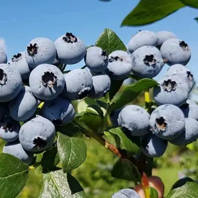 Голубика НЕЛЬСОН в Бобруйске