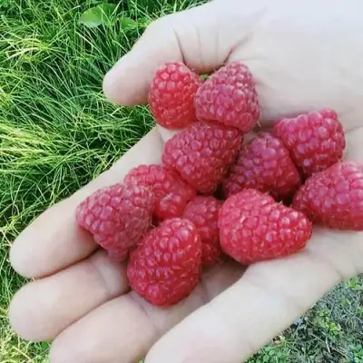 Малина ПОЛЬКА (ПОЛКА) в Бобруйске