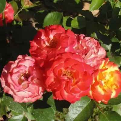 Роза ТАЙФУН спрей в Бобруйске