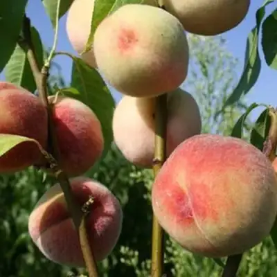 Персик ДОНЕЦКИЙ БЕЛЫЙ в Бобруйске