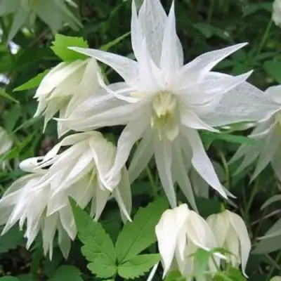 Княжик АЛЬБИНА ПЛЕНА белый махровый в Бобруйске