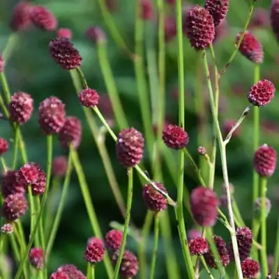 Кровохлебка ЧОКОЛАТ ТИП в Бобруйске