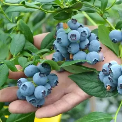 Голубика ТОРО в Бобруйске