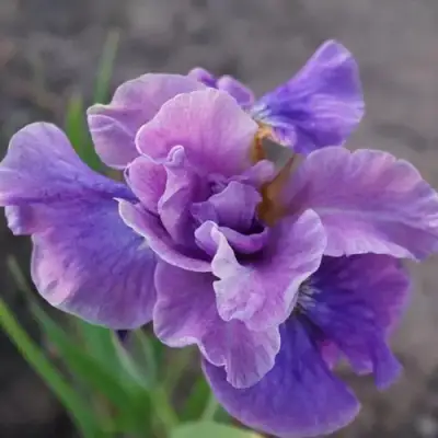 Ирис ХЭВИНГ ФАН сибирский в Бобруйске