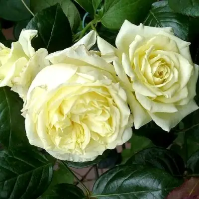 Роза ЭЛЬФ плетистая в Бобруйске