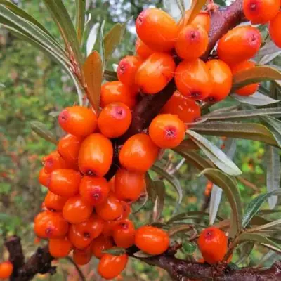 Облепиха ДЖЕМОВАЯ в Бобруйске