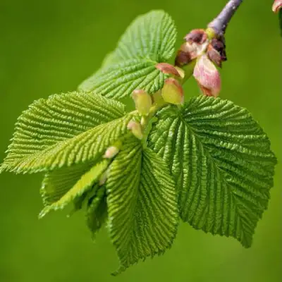 Вяз обыкновенный в Бобруйске