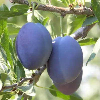 Слива СТЭНЛИ в Бобруйске