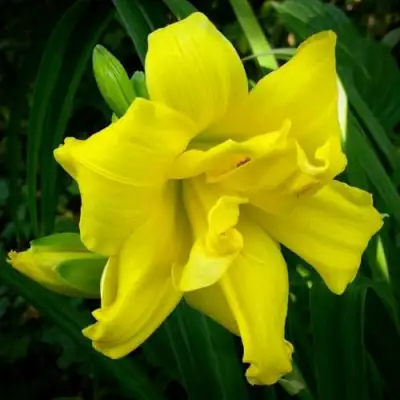 Лилейник ДАБЛ РИВЕР ВАЙ гибридный в Бобруйске