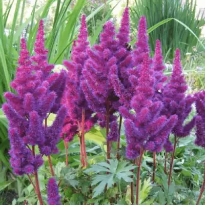 Астильба БЛЭК ЭНД БЛУ китайская в Бобруйске