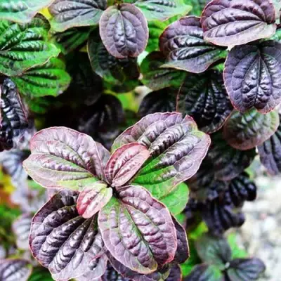 Дерен КОМПРЕССА кроваво-красный в Бобруйске