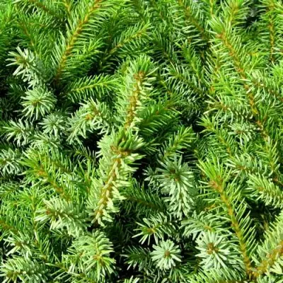 Ель НАНА сербская в Бобруйске