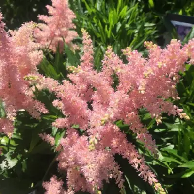 Астильба БРЕССИНГЕМ БЬЮТИ Арендса в Бобруйске