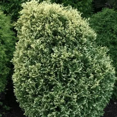 Туя ЛИТОМИШИЛ западная в Бобруйске