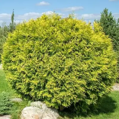 Туя ГОЛДЕН ГЛОБ западная в Бобруйске