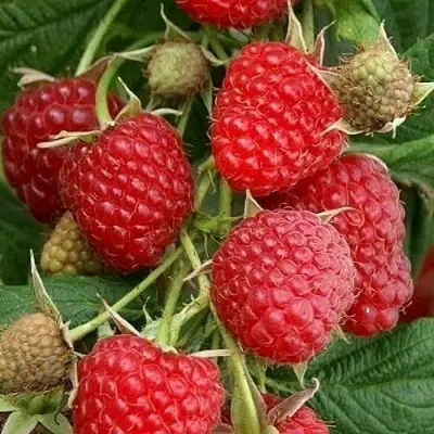 Малина ГЛЕН АМПЛ в Бобруйске