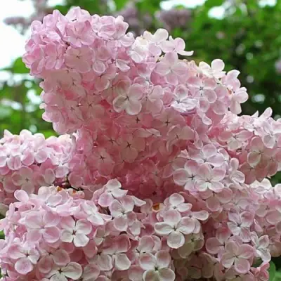 Сирень ВЕЧЕРНИЙ ЗВОН в Бобруйске