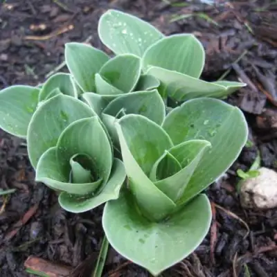 Хоста МОНСТЕР ИРЗ гибридная в Бобруйске