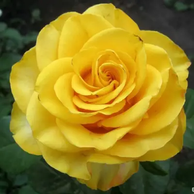 Роза КЕРИО чайно-гибридная в Бобруйске