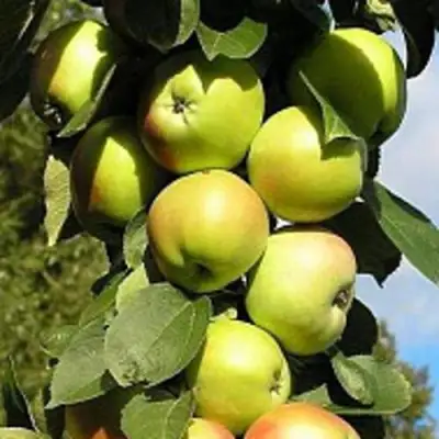 Яблоня ПРЕЗИДЕНТ колонновидная в Бобруйске