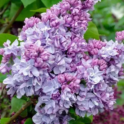 Сирень КАТЕРИНА ХАВЕМЕЙЕР в Бобруйске