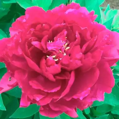 Пион ОСТРОВНОЙ МИНИСТР древовидный в Бобруйске