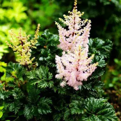 Астильба ЛИЛИПУТ курчавая в Бобруйске