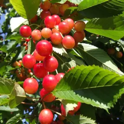 Черешня БРЯНСКАЯ РОЗОВАЯ в Бобруйске