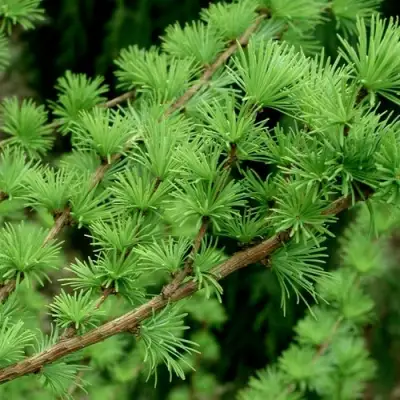 Лиственница европейская в Бобруйске