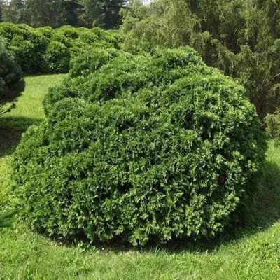 Туя УМБРАКУЛИФЕРА западная в Бобруйске