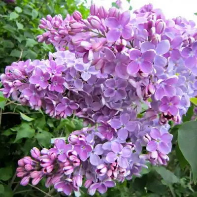 Сирень ОЛЯ в Бобруйске