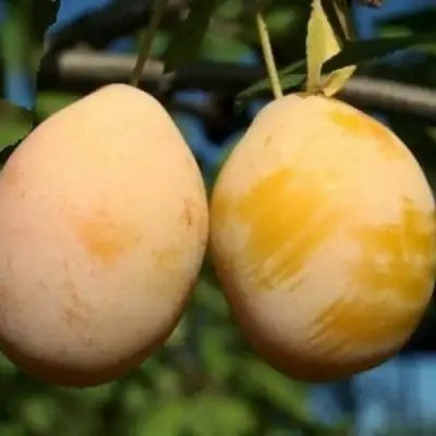 Слива ВАШИНГТОН в Бобруйске