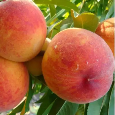 Персик ДИВНЫЙ в Бобруйске